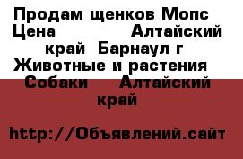 Продам щенков Мопс › Цена ­ 10 000 - Алтайский край, Барнаул г. Животные и растения » Собаки   . Алтайский край